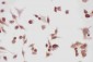 Anti-Hsp90 Alpha Picoband Antibody