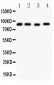 Anti-Hsp90 Alpha Picoband Antibody