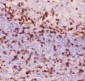 Anti-CD3 Epsilon Picoband Antibody