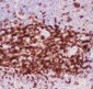 Anti-CD3 Epsilon Picoband Antibody