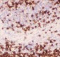 Anti-CD3 Epsilon Picoband Antibody