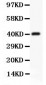 Anti-CD3 Epsilon Picoband Antibody