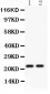 Anti-CD3 Epsilon Picoband Antibody