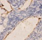 Anti-PECAM-1/CD31 Antibody