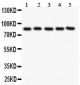 Anti-PECAM-1/CD31 Antibody