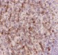Anti-CD43 Picoband Antibody