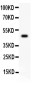 Anti-CD43 Picoband Antibody