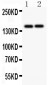 Anti-CD45 Picoband Antibody