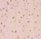 Anti-Crk p38 Picoband Antibody