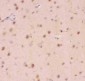 Anti-Crk p38 Picoband Antibody