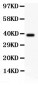 Anti-Crk p38 Picoband Antibody