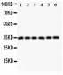 Anti-Crk p38 Picoband Antibody