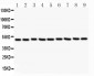 Anti-CSK Picoband Antibody