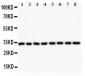 Anti-Cyclin D3 Picoband Antibody