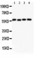 Anti-Cyclin B1 Picoband Antibody