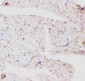 Anti-GLUT4 Picoband Antibody