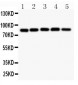 Anti-IKK Alpha Picoband Antibody