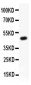 Anti-Kv2.1 Picoband Antibody