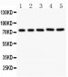 Anti-RIP Picoband Antibody