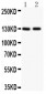 Anti-Hamartin Picoband Antibody