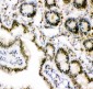 Anti-Ubiquitin Picoband Antibody