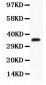 Anti-Ubiquitin Picoband Antibody