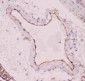 Anti-ACE Picoband Antibody
