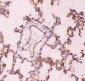 Anti-ACE Picoband Antibody