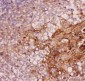 Anti-Annexin A1 Picoband Antibody