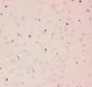 Anti-APE1 Picoband Antibody