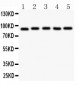 Anti-HIF1 Beta Picoband Antibody