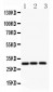 Anti-ATF1 Picoband Antibody