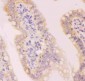 Anti-MCL1 Picoband Antibody