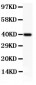 Anti-MCL1 Picoband Antibody