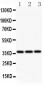 Anti-Bmi1 Picoband Antibody