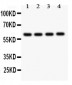 Anti-Bub1 Picoband Antibody