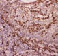 Anti-CD11b Picoband Antibody