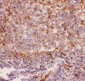 Anti-CD11b Picoband Antibody