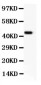 Anti-CD11b Picoband Antibody