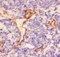 Anti-Laminin Picoband Antibody