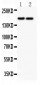 Anti-Laminin Picoband Antibody