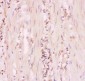 Anti-MRP4 Picoband Antibody