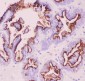 Anti-MUC1 Picoband Antibody