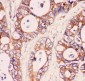 Anti-MyD88 Picoband Antibody
