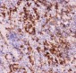 Anti-MyD88 Picoband Antibody