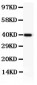 Anti-NFkB p105/P50 Picoband Antibody
