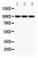 Anti-NFkB p100/p52 Picoband Antibody
