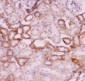 Anti-SLC9A1 Picoband Antibody