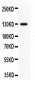 Anti-PROM1 Picoband Antibody