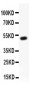 Anti-RUNX1/AML1 Picoband Antibody